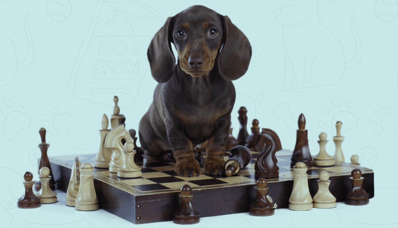 Inside the Brain Training for Dogs members area