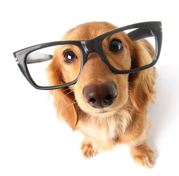 The Brain Training for Dogs course modules and brain games